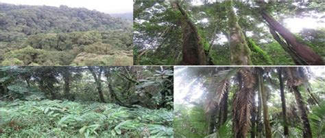 Distribution and Conservation Challenges of Diurnal Large Mammals in Bayo Community Managed ...