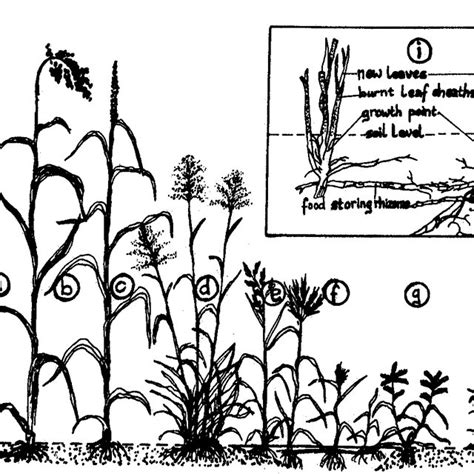 12 Advantages and disadvantages of mixed cropping. (or.). | Download Scientific Diagram