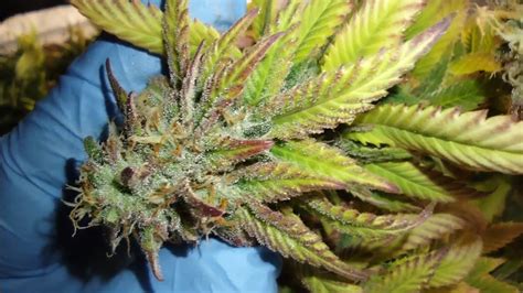 Blue Dream HARVEST and DWC update @SpiderFarmer #G300W - YouTube