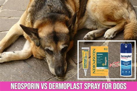 Neosporin Ointment Vs Dermoplast Spray For Dogs Skin Issues