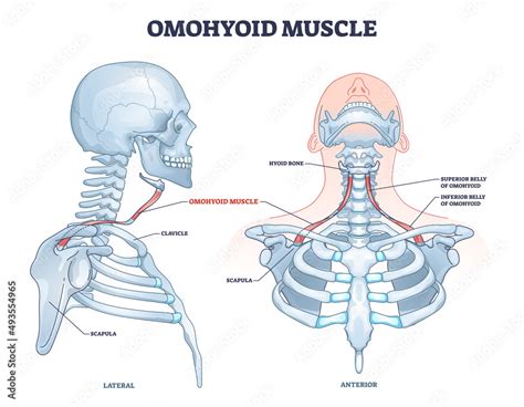 Omohyoid muscle location with inferior belly and hyoid bone outline diagram. Labeled educational ...