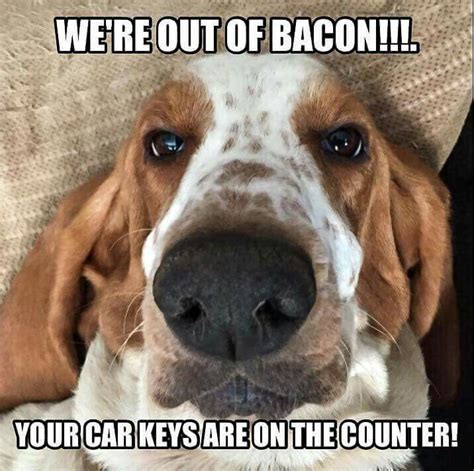 ;) Basset Hound Funny, Basset Puppies, Hound Puppies, Dogs And Puppies ...