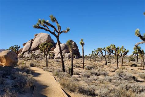 15 Best Hikes at Joshua Tree National Park, California - Go Wander Wild