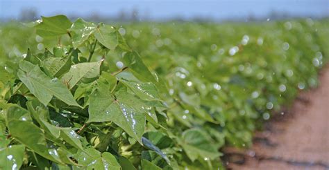 7 tips for cotton production profitability