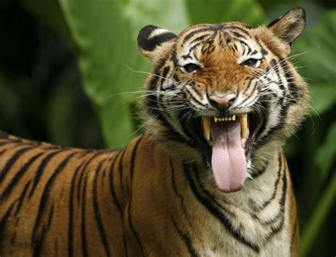 Malayan Tiger Facts, Habitat, Diet, Population, Pictures