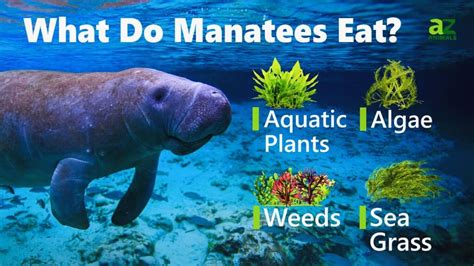 What Do Manatees Eat? 9 Foods In Their Diet - A-Z Animals