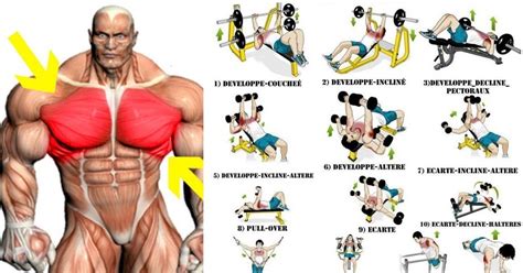 The Best Chest Workout for Mass Must Work the Different Chest Muscles ...