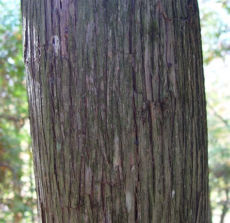 Thuja occidentalis (northern white-cedar): Go Botany