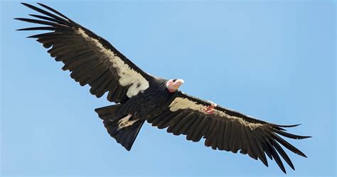 California Condor Overview, All About Birds, Cornell Lab of Ornithology