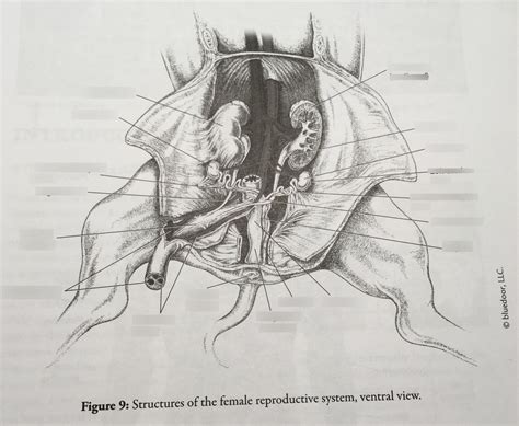 Pig Female Reproductive System Diagram | Quizlet