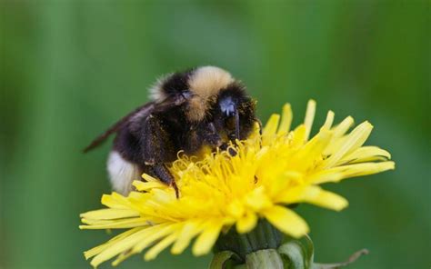 Why dandelions are the heroes of spring and deserve a place in your garden | The Telegraph