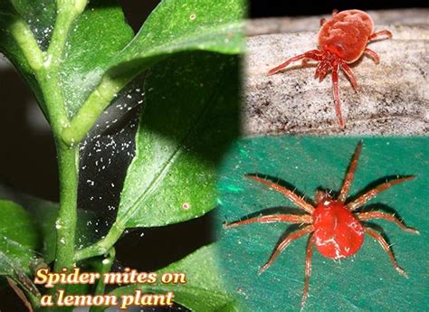 Red Spider Mites | www.pixshark.com - Images Galleries With A Bite!