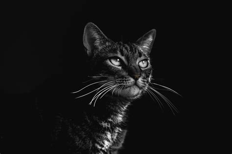 Selective Focus Photography Of Black Tabby Cat · Free Stock Photo