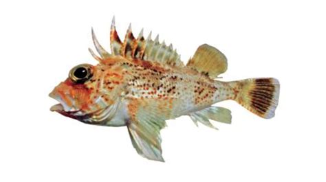 Fishing for Incised gurnard perch: Fish Species – FishAngler.com