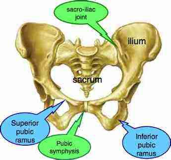 Chiropractors readily treat pubic bone pain