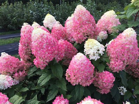 Proven Winners® Shrub Plants|Hydrangea Paniculata - Quick Fire Fab Panicle - Proven Winners Direct