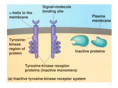 Tyrosine kinase inhibitors