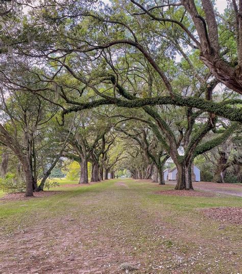 Charleston: 5 plantations to see & how to organize your visit - Urbaine ...