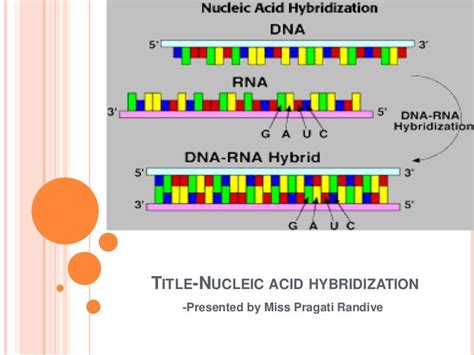 nucleic acid hybridization