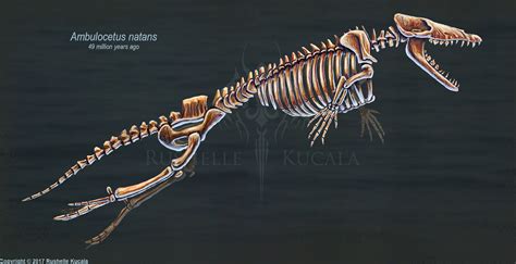 Ambulocetus natans Skeletal Study by TheDragonofDoom on DeviantArt