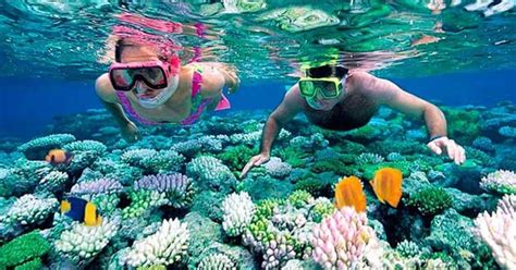 Fra Punta Cana: Catalina Island Snorkeling Tour - Punta Cana, Den dominikanske republikk ...