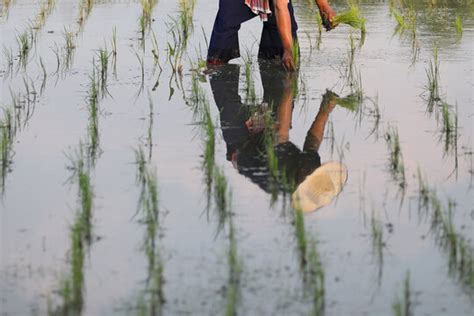 "Rice Planting" Images – Browse 2,058 Stock Photos, Vectors, and Video ...