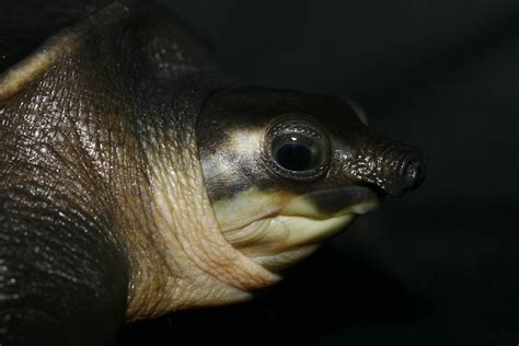 Spotlight on Indonesia: Endangered pig-nosed turtles threatened by illegal wildlife trade | Monitor