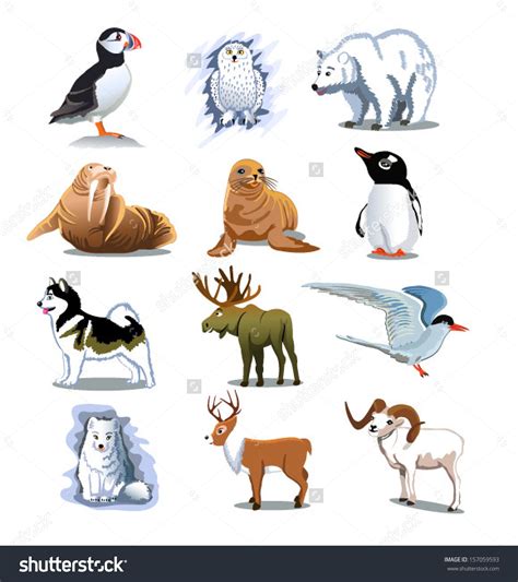 Arctic Animals Clipart Digital Stamps Vector Polar Be - vrogue.co