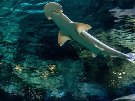 Shark Reef Aquarium Tickets in Las Vegas - Hellotickets