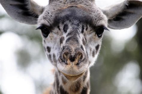 Baby Giraffe Face Free Stock Photo - Public Domain Pictures