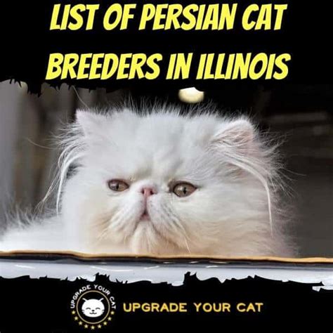 Persian Cat Breeders Illinois | Kittens & Cats for Sale