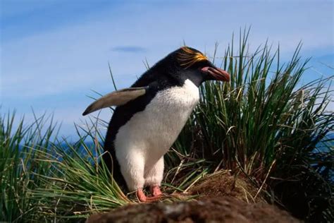 15 Mind-Blowing Facts About Macaroni Penguin - Polar Guidebook