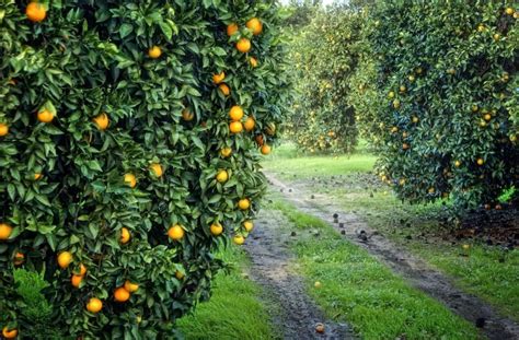 Citrus orchards expanded in Astara