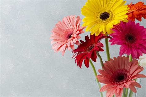 Gerberas are part of the daisy family but are a larger variation of ...