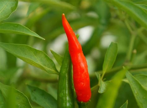 Chiles Mexicanos Poco Comunes Detalles Sobre Cada Uno, 44% OFF