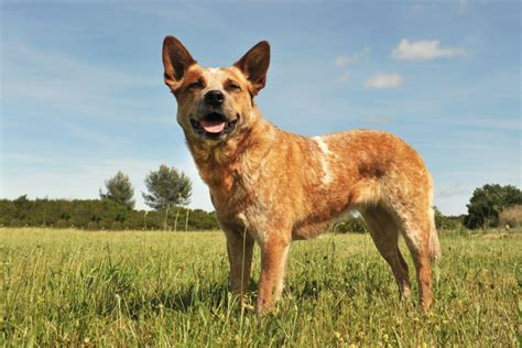 Red Heeler (Australian Cattle Dog): A Herding Breed - PetsTime