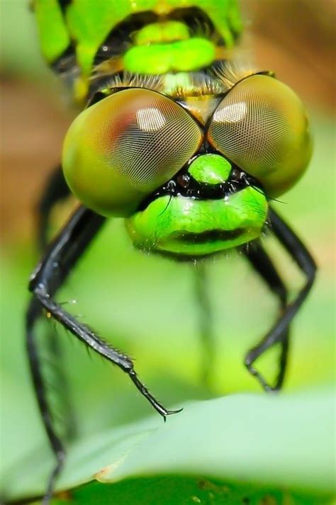 Dragonfly by Hemant Shukla / 500px | Microscopic photography, Insect ...