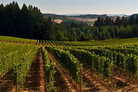 10 Willamette Valley Wineries For Newcomers To Oregon Wines - WineCountry.com