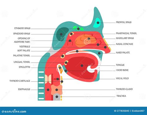 Nose Anatomy Cross Section Diagram Showing Soft Palate Paranasal Sinuses Elements Flat Vector ...