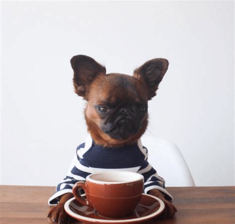 good morning puppy Blank Template - Imgflip