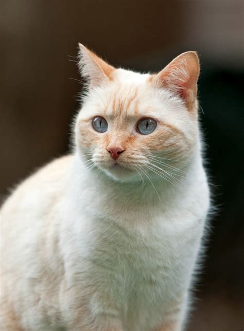 Siamese Mix Cat Photos | ThriftyFun