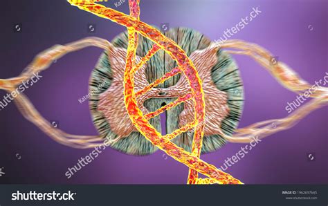 Genetic Spinal Cord Disorders Conceptual 3d Stock Illustration 1962697645 | Shutterstock