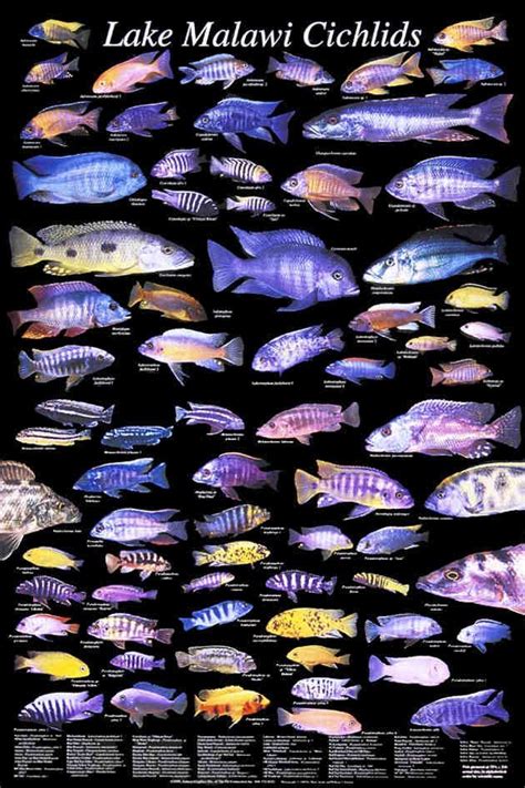 Lake Malawi Cichlids. … | Cichlids, Lake malawi cichlids, Malawi cichlids