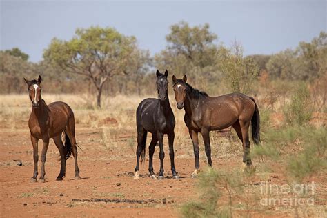 Brumbies, Feral Horses Photograph by Don Hadden | Fine Art America