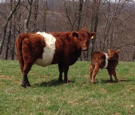 Red Belted Galloway | Galloway cattle, Show cows, Belgian blue cattle