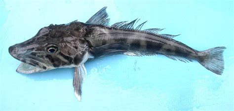 Antarctic Icefish Characteristics and Facts