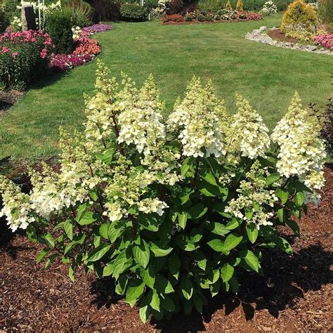 Panicle Hydrangeas | White Flower Farm