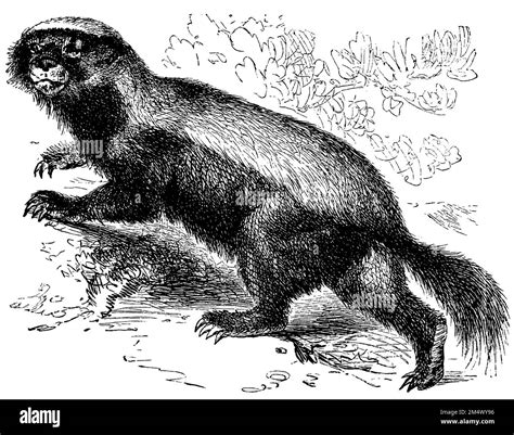 honey badger, Mellivora capensis, anonym (zoology book, 1882 ...