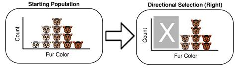 Which Is the Best Definition of Directional Selection - CamdenkruwNunez