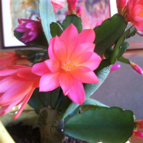 Blooming cactus. we call this one the Christmas Cactus Orchid Cactus, Cactus Flowers, Cacti And ...